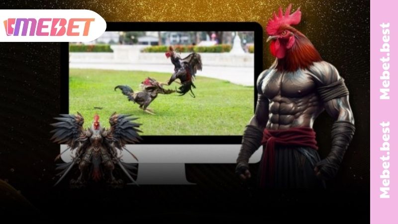 Chiến thuật chơi đá gà MEBET hiệu quả