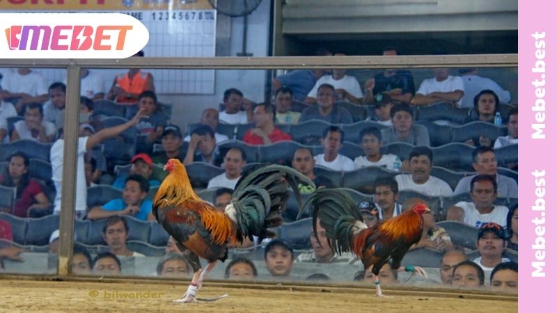 Chiến thuật đá gà hiệu quả từ cao thủ MEBET