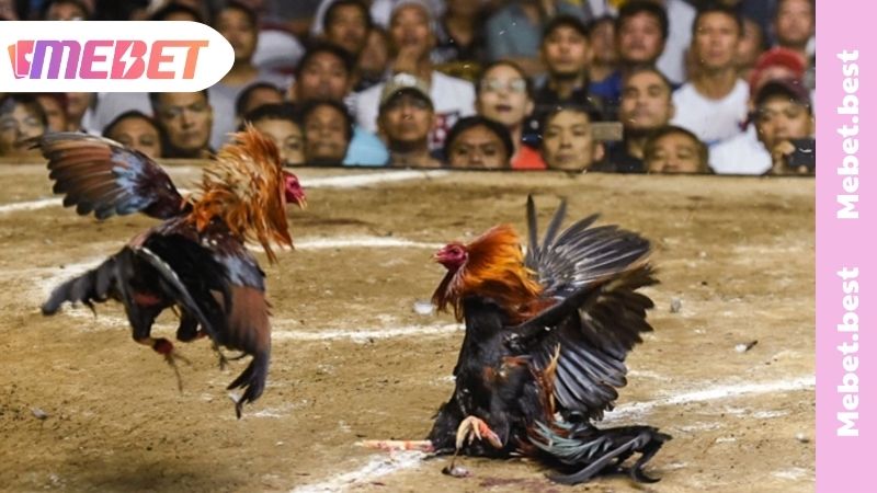 Đá Gà Trực Tiếp - Trải Nghiệm Cá Cược Đỉnh Cao Cùng MEBET Khám phá các hình thức đá gà trực tiếp hấp dẫn nhất MEBET