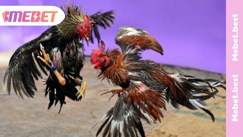 Đá Gà Trực Tiếp - Trải Nghiệm Cá Cược Đỉnh Cao Cùng MEBET Những ưu điểm nổi bật của đá gà trực tiếp MEBET